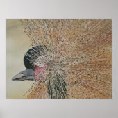 Hervorragender afrikanischer Kranvogel Poster (Vorne)