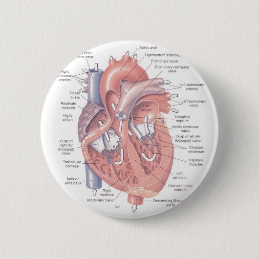 Herz-Anatomie Button (Vorderseite)