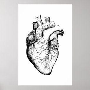 Herz-Anatomie-Illustrations-Plakat Poster