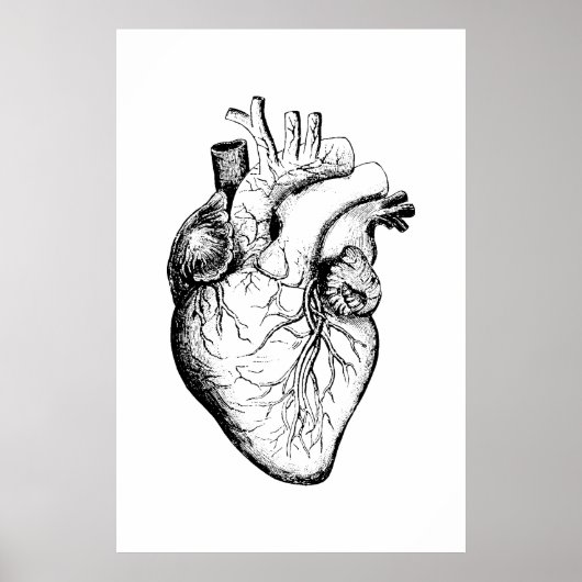 Herz Anatomie Illustrationsposter Poster (Vorne)