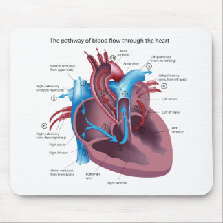 Herz-Anatomie Mousepad