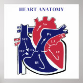 Herz Anatomie- Poster (Vorne)