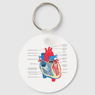 Herz_Anatomie Schlüsselanhänger