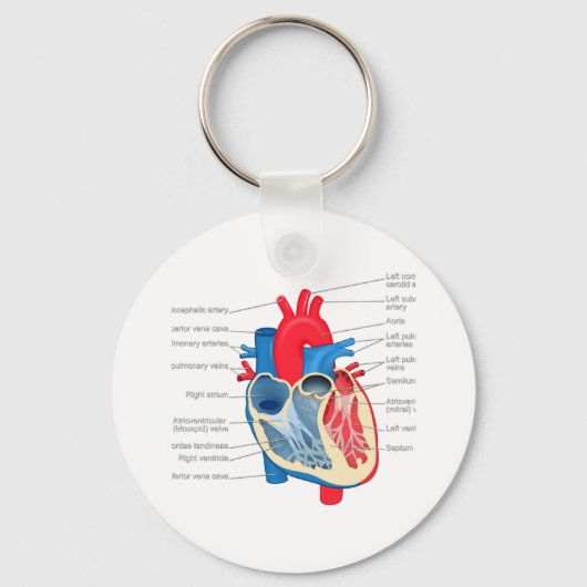 Herz_Anatomie Schlüsselanhänger (Vorderseite)
