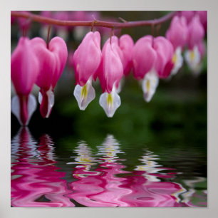 Herz-Blume Poster