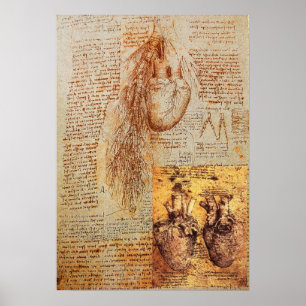 Herz, Bronchiale Arterien und ihre Blutgefäße Poster