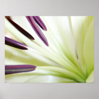 Herz der Lily Fine Art Floral Fotografie Poster