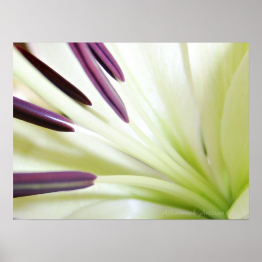 Herz der Lily Fine Art Floral Fotografie Poster (Vorne)