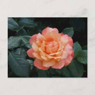 Herz des Goldes Postkarte