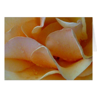 Herz einer Rose