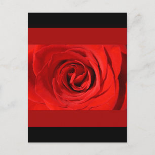 Herz einer Rose Postkarte