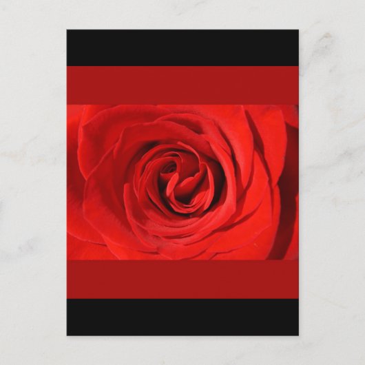 Herz einer Rose Postkarte (Vorderseite)