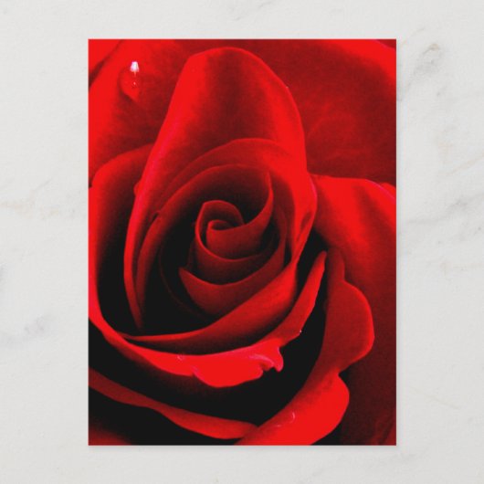 Herz einer Rose Postkarte (Vorderseite)