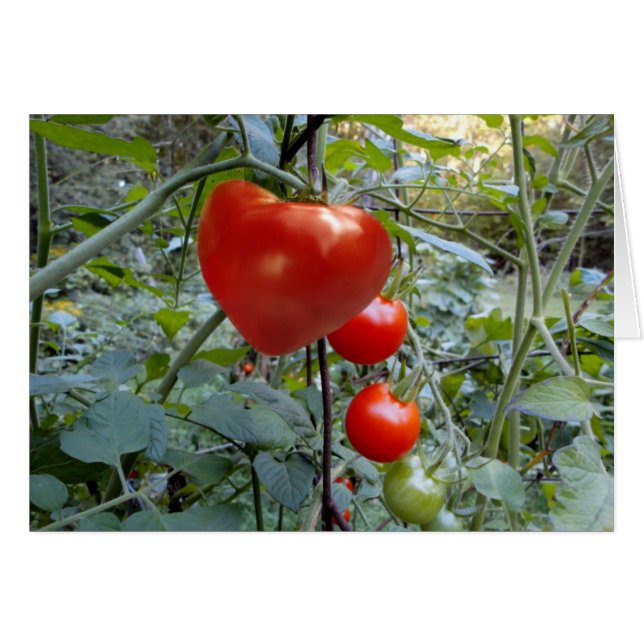 Herz-geformte Tomate keine Mitteilung (Vorderseite (Horizontal))