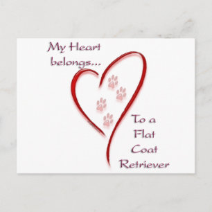 Herz gehört zum flachbeschichteten Retriever; Flac Postkarte