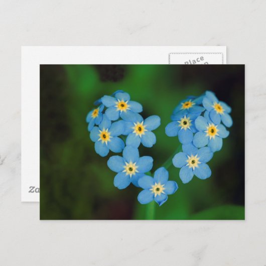 Herz gestapelte Vergessen-ich-nicht-Blume Postkarte (Vorne/Hinten)
