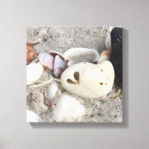 Herz in einer Muschel Leinwand drucken 12x12 gerah
