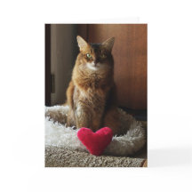 Herz Katze Somali-Katze Valentinstag