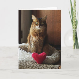 Herz Katze Somali-Katze Valentinstag  Karte
