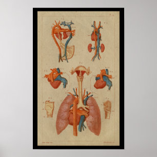 Herz Lungen Vintage Druck der menschlichen Anatomi Poster