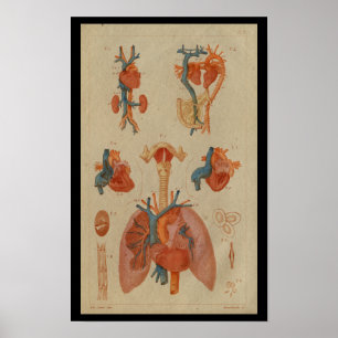 Herz Lungen Vintage Druck der menschlichen Anatomi Poster