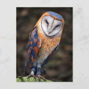 Herz-Shaped Face Barn Owl Postkarte