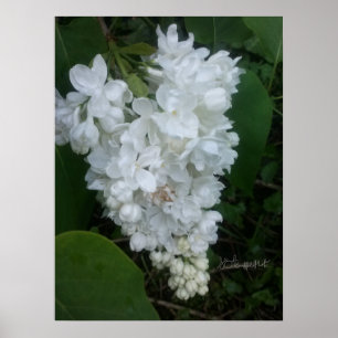 Herz Shaped Lilac Poster