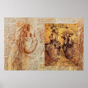Herz und Blutgefäße / Bronchiale Arterien Poster