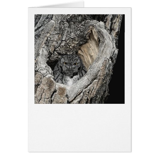 "Herz von San Pedro" - Schrei (Vorne)