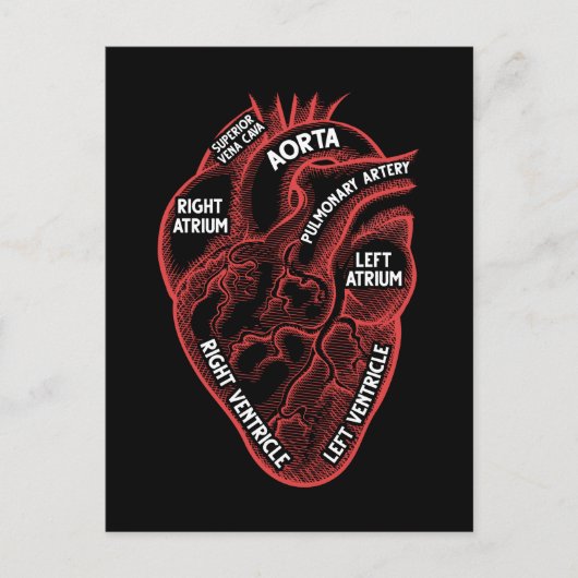 Herzanatomie Bildung Kardiologie Postkarte (Vorderseite)