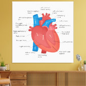 Herzanatomie Leinwanddruck (Insitu (Wohnzimmer))