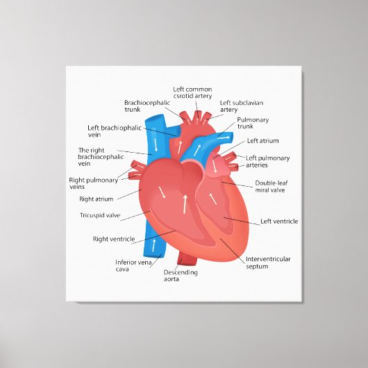 Herzanatomie Leinwanddruck (Vorderseite)