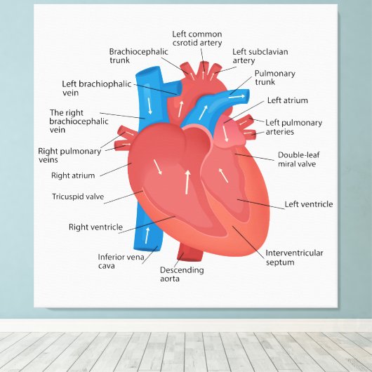 Herzanatomie Leinwanddruck (Insitu (Holzboden))