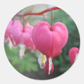 Herzblutungen (Dicentra) Runder Aufkleber (Vorderseite)