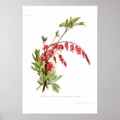 Herzblutungen (Dicentra spectablis) Poster (Vorne)