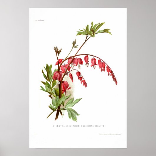 Herzblutungen (Dicentra spectablis) Poster (Vorne)
