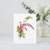 Herzblutungen (Dicentra spectablis) Postkarte (Stehend Vorderseite)