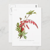 Herzblutungen (Dicentra spectablis) Postkarte (Vorne/Hinten)