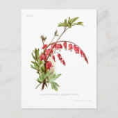 Herzblutungen (Dicentra spectablis) Postkarte (Vorderseite)