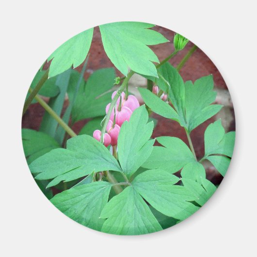 Herzblutungen Magnet (Vorne)