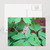 Herzblutungen Postkarte (Vorne/Hinten)
