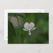 Herzblutungen Postkarte (Vorne/Hinten)