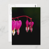 Herzblutungen Postkarte (Vorne/Hinten)