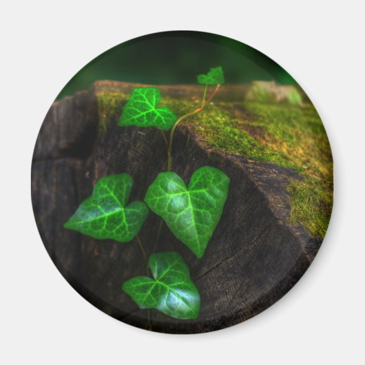 Herzen von Ivy Magnet (Vorne)