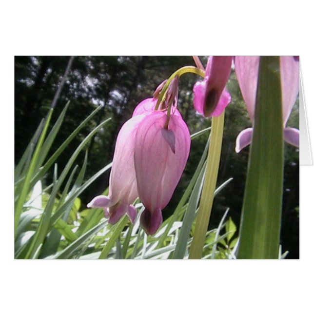 Herzen wild gegangen (Vorderseite (Horizontal))