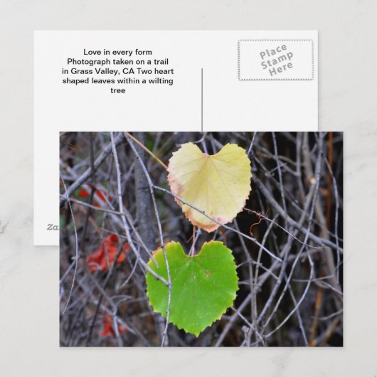 Herzförmige Blätter Postkarte (Vorne/Hinten)