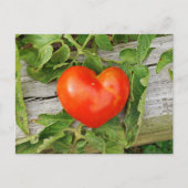 Herzförmige Tomate Postkarte (Vorderseite)
