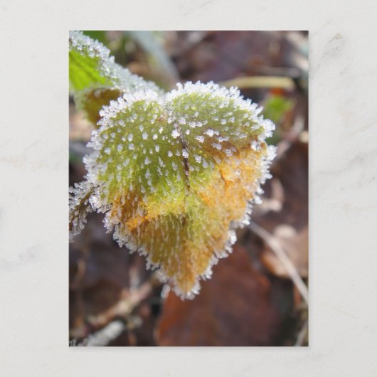 Herzförmiges Blatt mit Frost Postkarte (Vorderseite)
