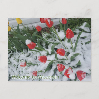 Herzlich willkommen in Wisconsin Tulips in Snow im Postkarte