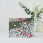Herzlich willkommen in Wisconsin Tulips in Snow im Postkarte (Stehend Vorderseite)